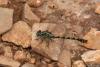 Onychogomphus uncatus